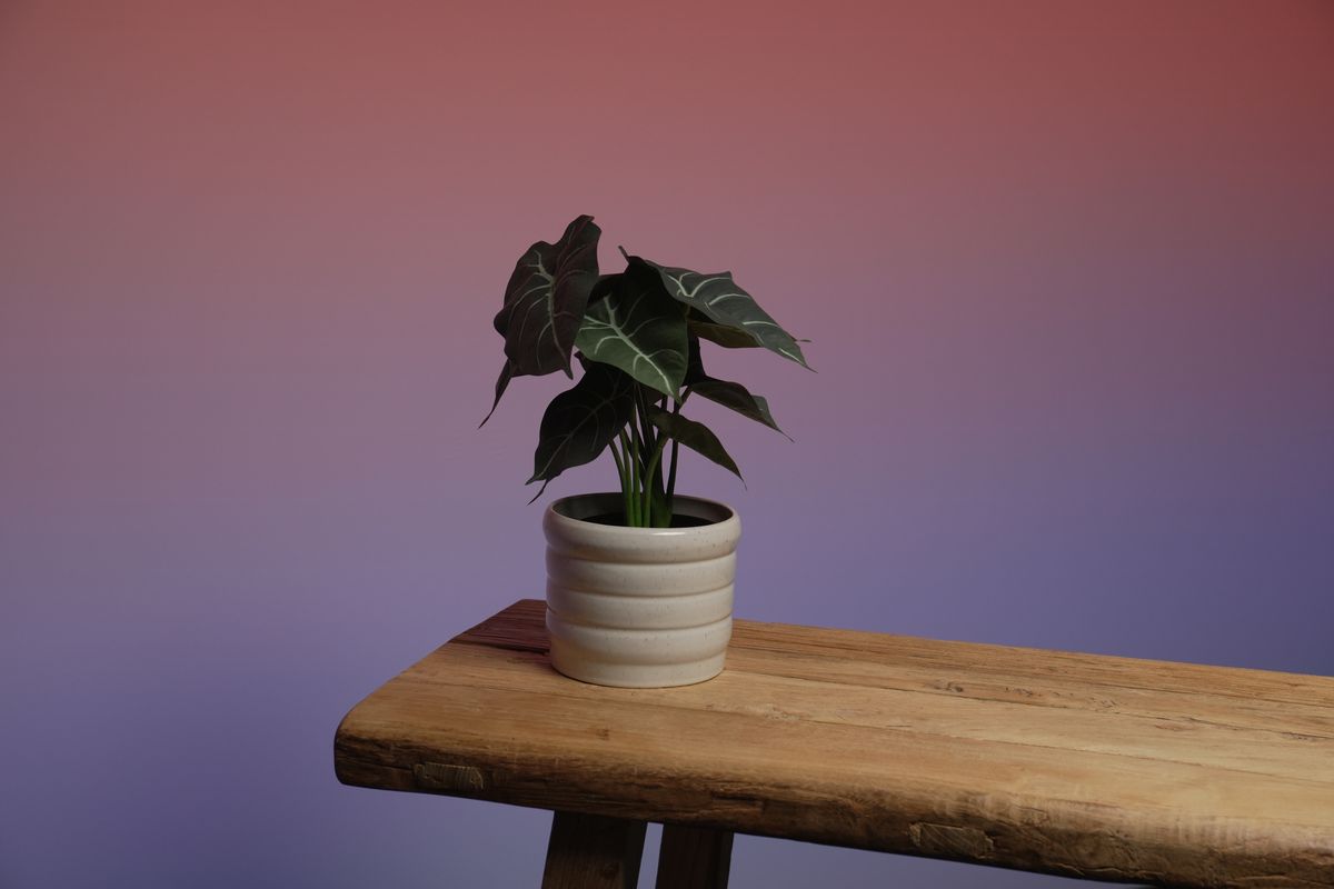 Alocasia