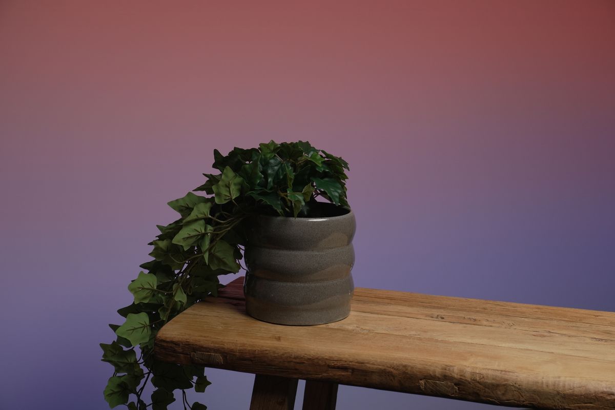 Trailing ivy