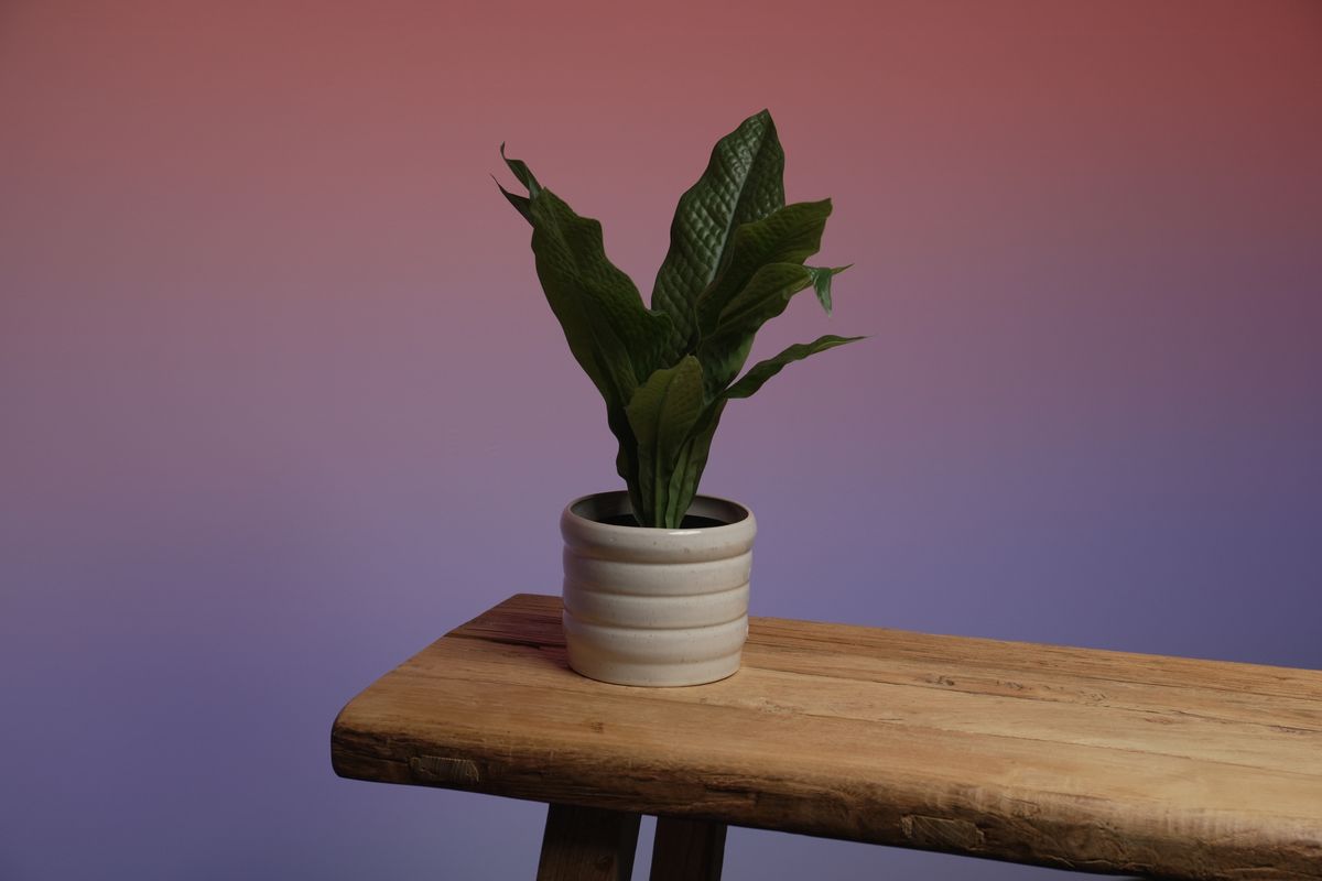 Peace lily