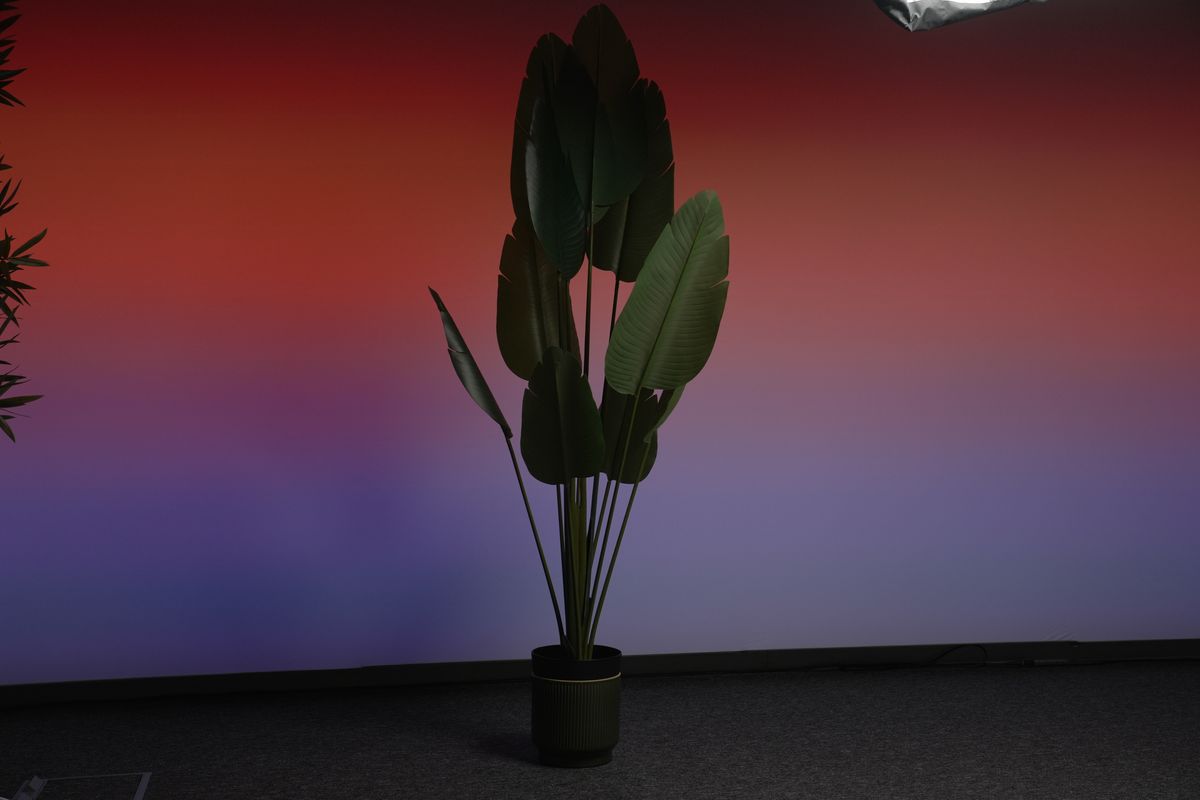 Large tropical plant · floor
